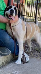 Cowboy Adopted 2/27/25