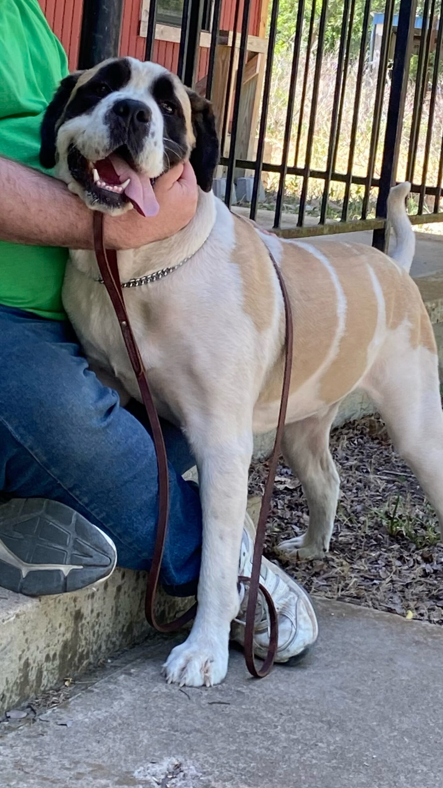 Cowboy Adopted 2/27/25