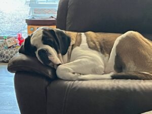 Blaze – Adopted 1/14/2025