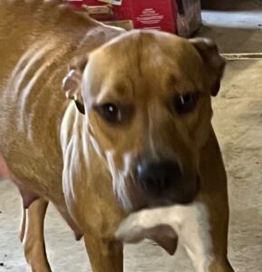 Glory  Adopted 11/28/2024