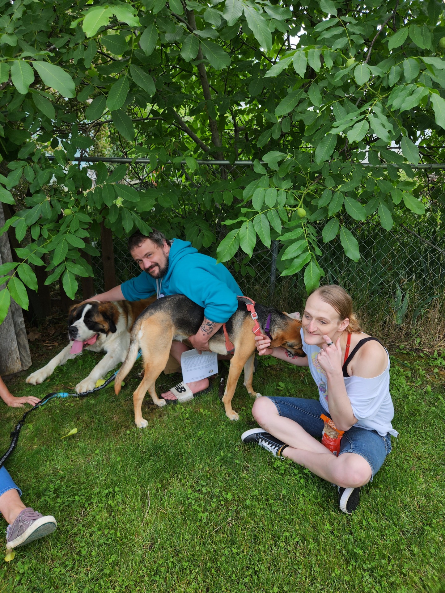 Gus - Saint Bernard Rescue Foundation, Inc.