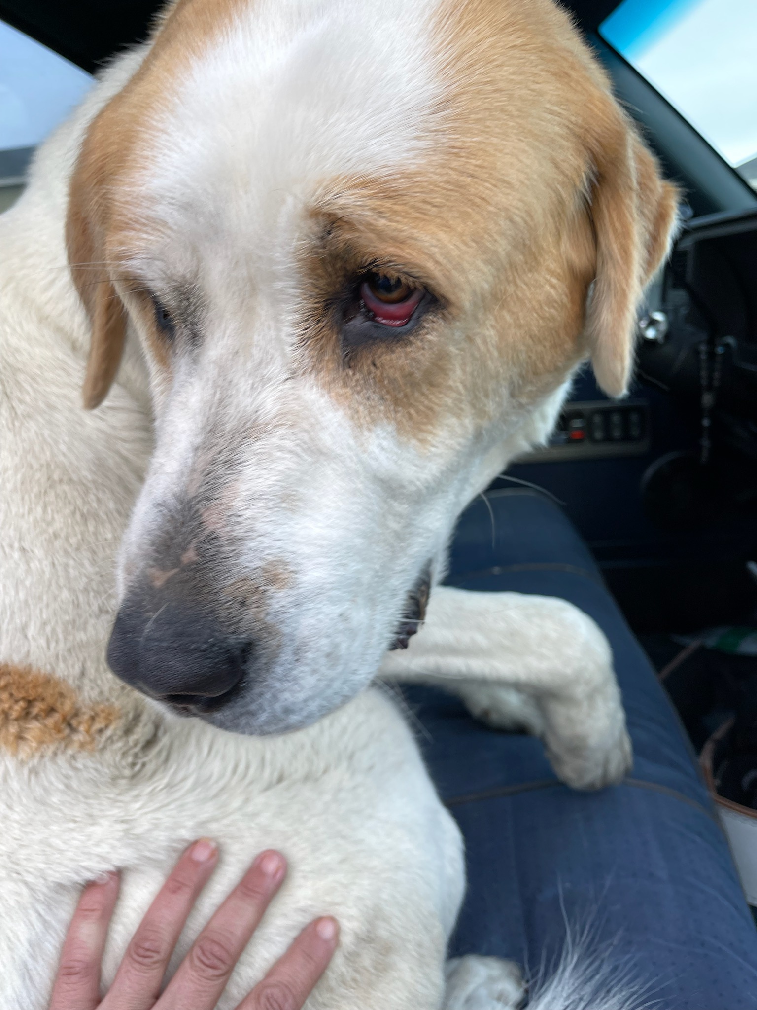 Heidi formally known as Ruby - Saint Bernard Rescue Foundation, Inc.