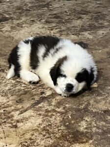 St. Bernard Puppies – Texas ADOPTED!