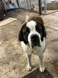 Kimmi  – Adopted