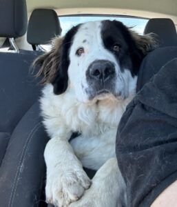 Elsie -Adopted