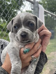 Macaron -Adopted