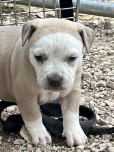 Biscotti -Adopted