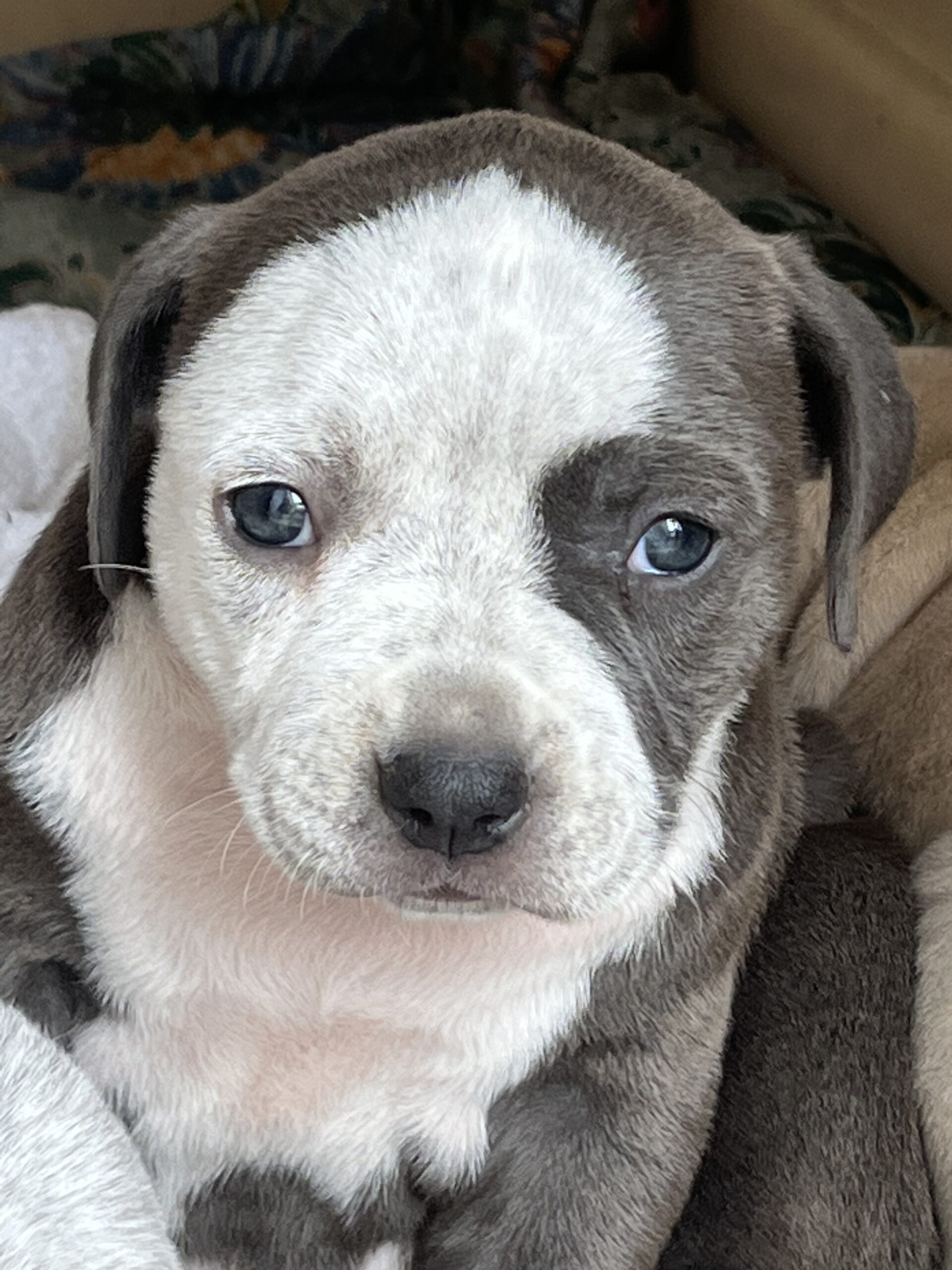 Meet Nilla! 6 week old female pittie pup looking for her forever home! Born in a garbage, sheep, and rescued by St Bernard, rescue foundation, sweet girl, deserves everything! Rehoming fee, 150.00. Will be placed on spare contract. Ready to go at eight weeks! First two sets of shots, vetted and micro chipped. If interested, please fill out application and we will contact you soon!