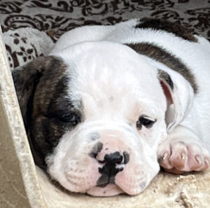 S’Mores – Adopted