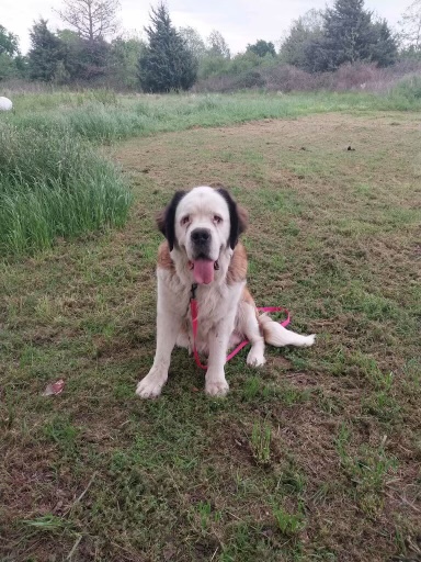 Bonnie -Adopted
