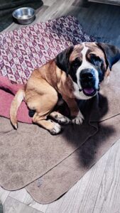 Howard 6 yrs old male ADOPTED 4/22/25!