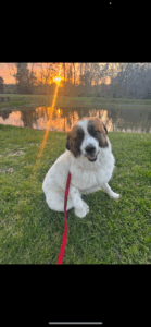 Buck – 1 yr old male Texas