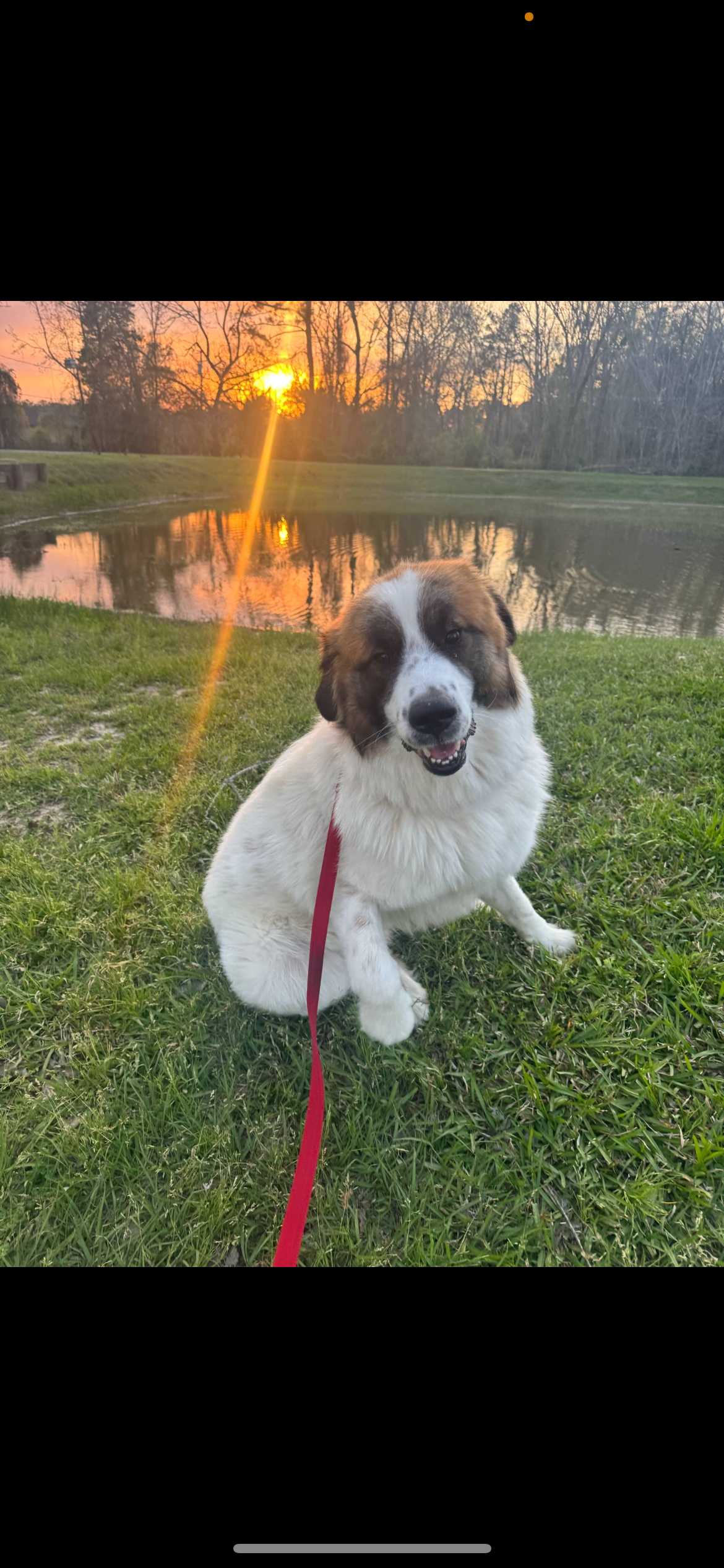 Buck – 1 yr old male Texas