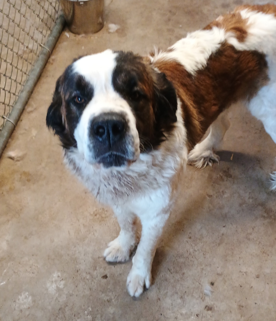 Gordon -2 yr old male