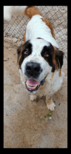 Bella- 3yr  female