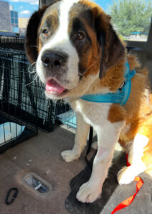 Gidget -1 yr old female ADOPTION PENDING