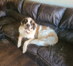 Shadow – 7/29/25