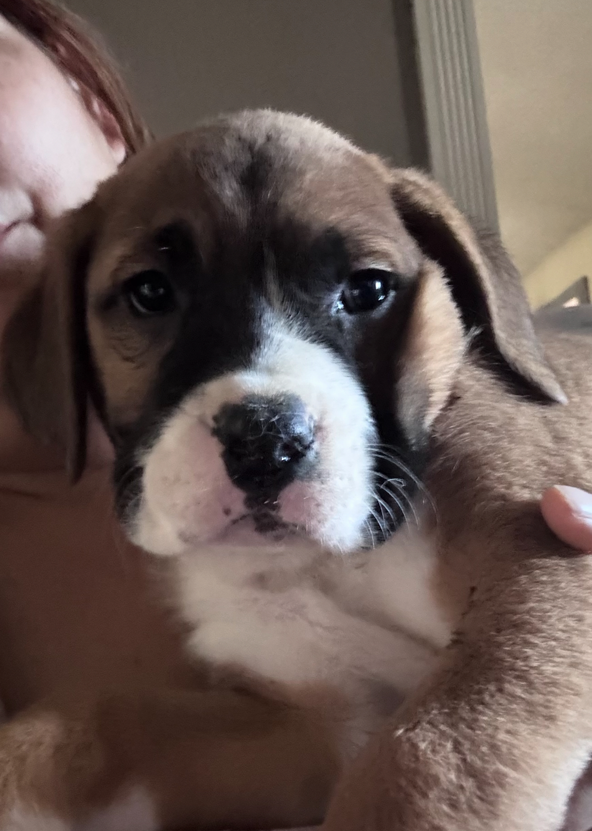 Mira 2/26/26 – Adoption Pending