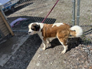 Baxter   4/23/26
