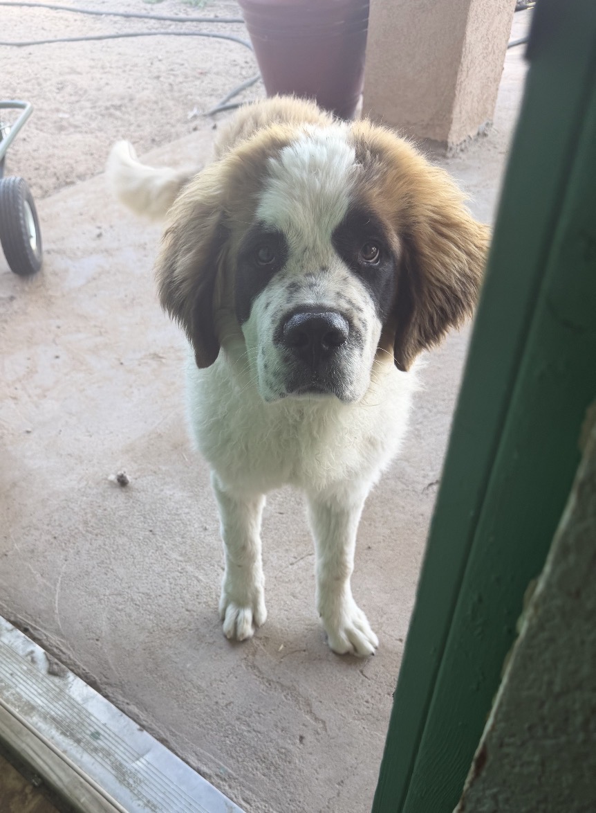 King Adopted 4/29/26