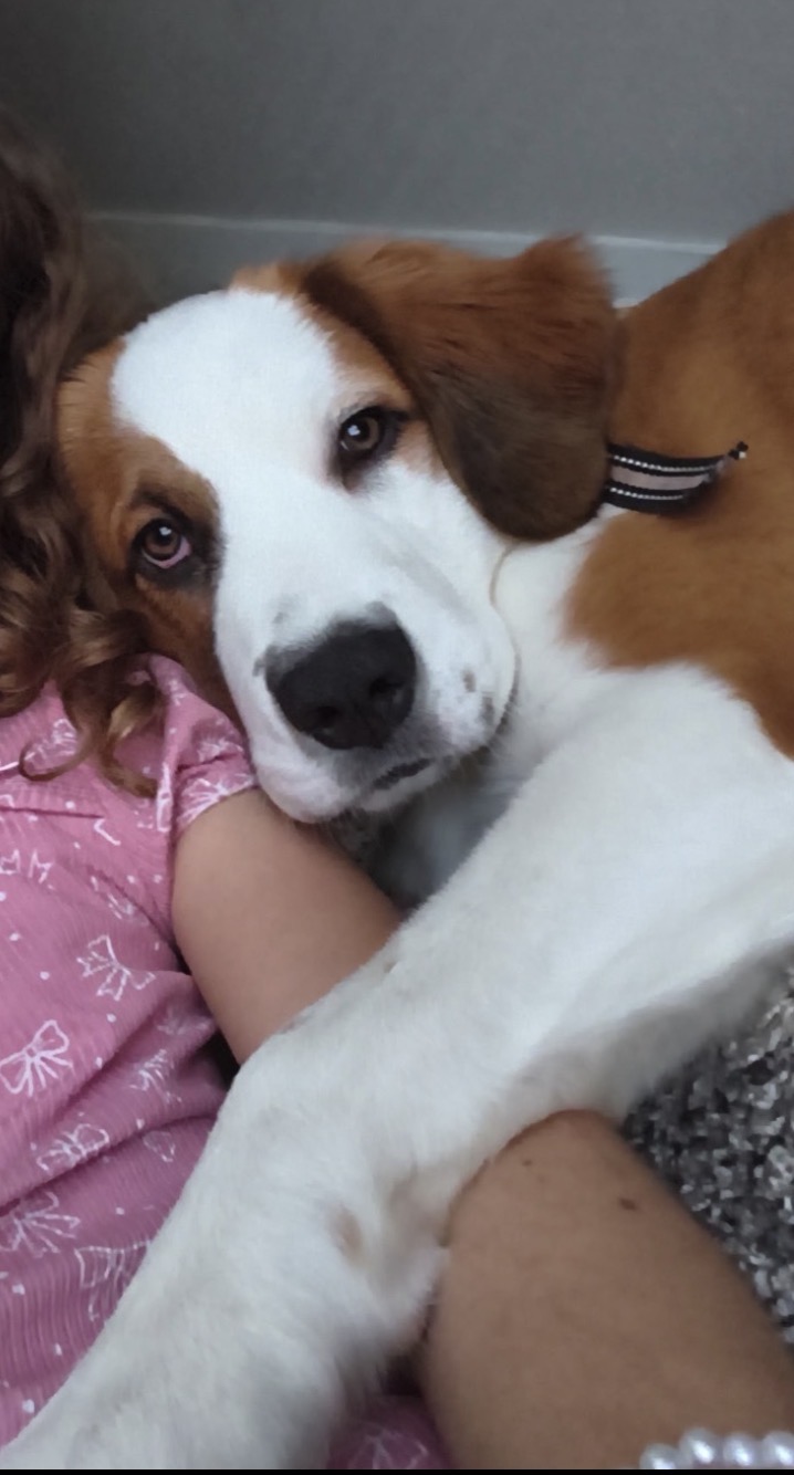 Tilly 4/4/26. ADOPTED 4/17/26