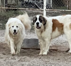 Zeus and Akira 5/2/26