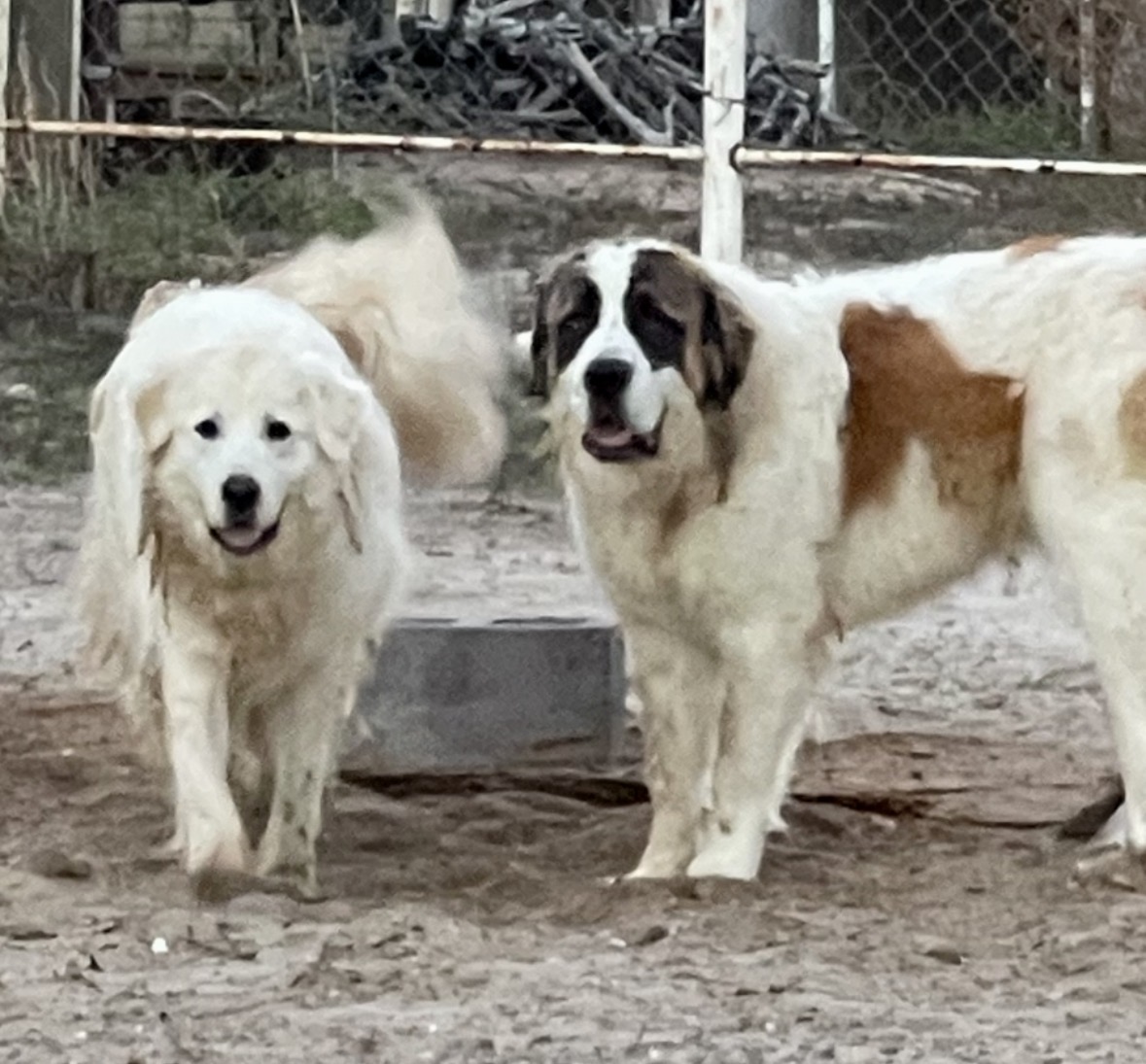 Zeus and Akira 5/2/26