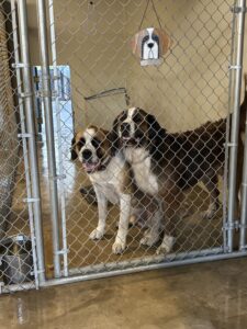 Otis and Bourbon 5-30-26