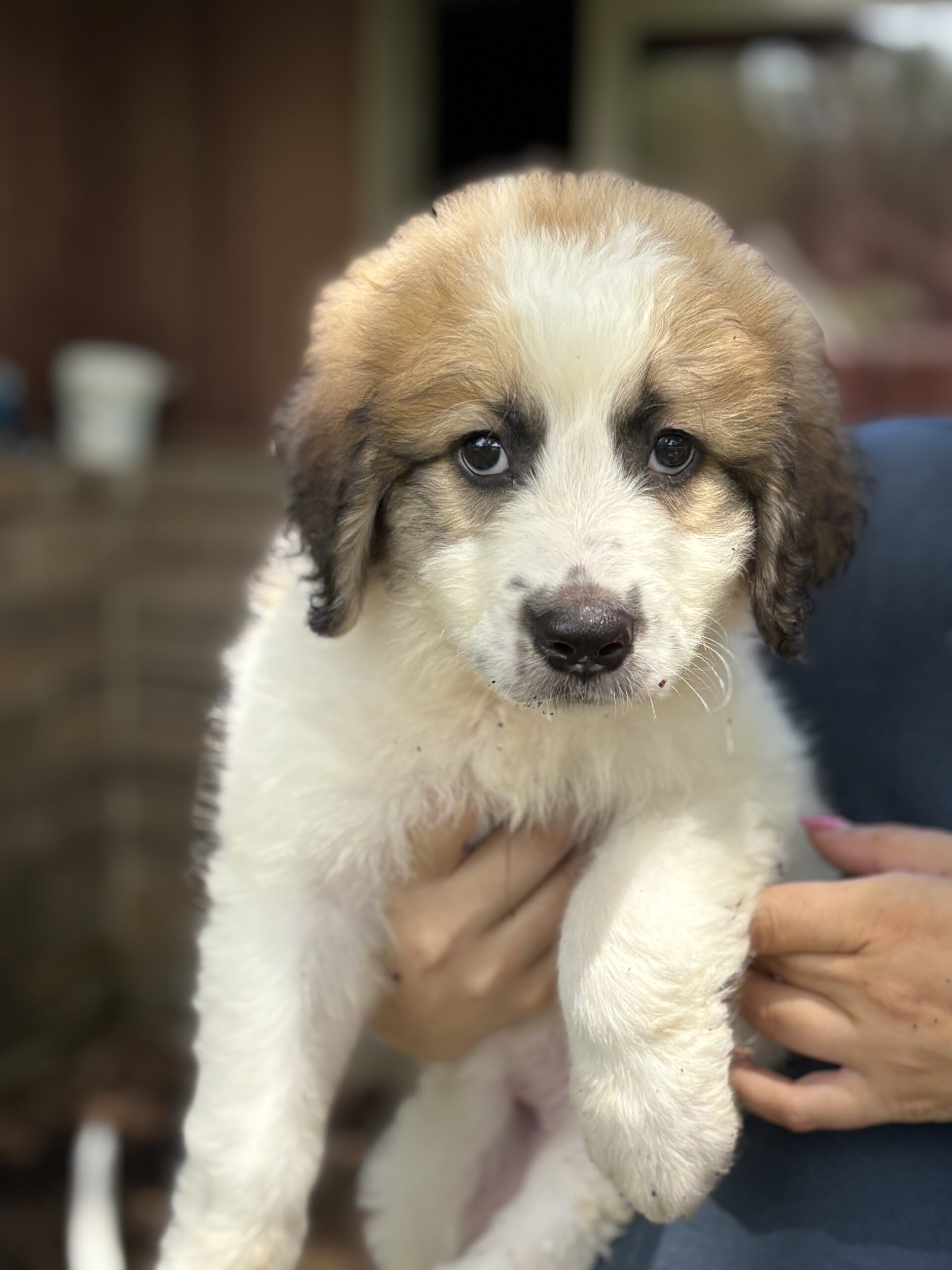 St/Pyr Pups 6/5/26 ADOPTIONS PENDING!