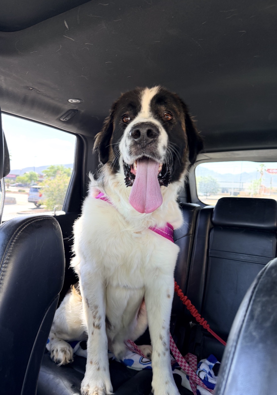 Bruno 6/5/26 ADOPTION PENDING