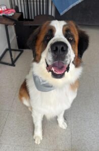 Tobias 7/8/26 Adopted 7/19/26!