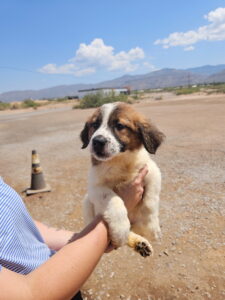 Scarlett 8/14/2026 Adoption Pending