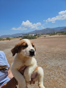 Saphire 8/14/26 adoption, pending