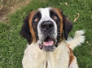 Medea 8/14/26 Adoption Pending