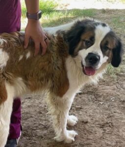 Bam Bam. 8/14/26. Adoption Pending