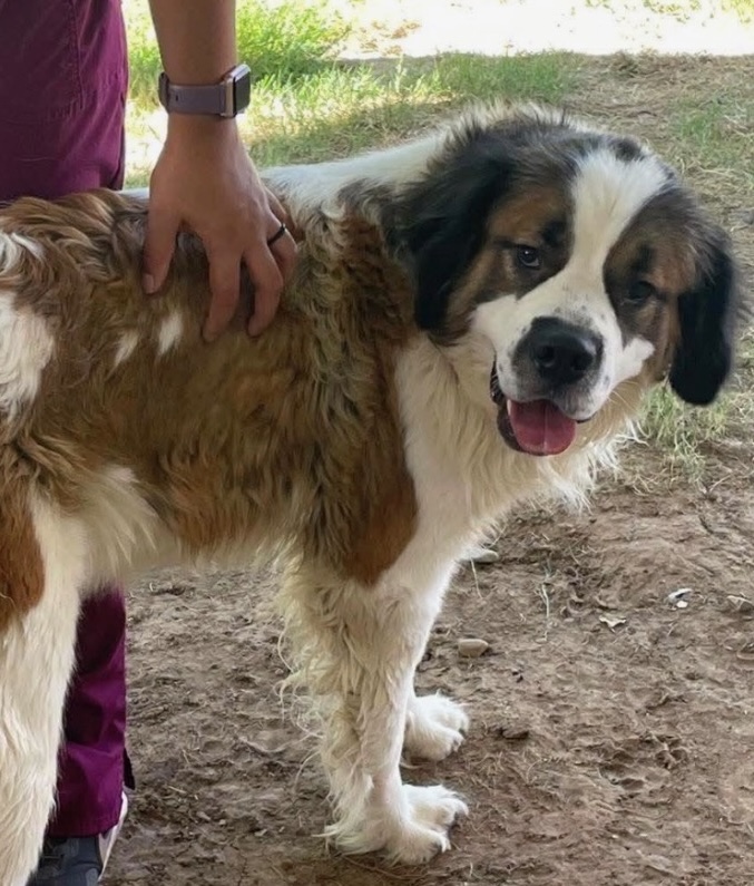 Bam Bam. 8/14/26. Adoption Pending