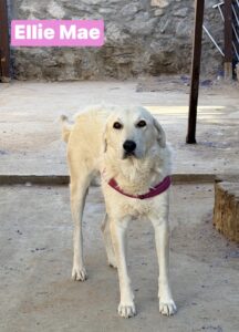 Ellie Mae 7/30/26