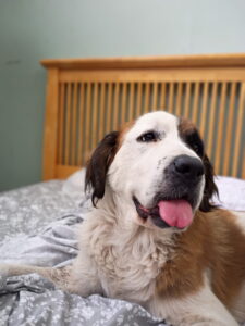 Rosie 10/18/26 – ADOPTED 10/25/26