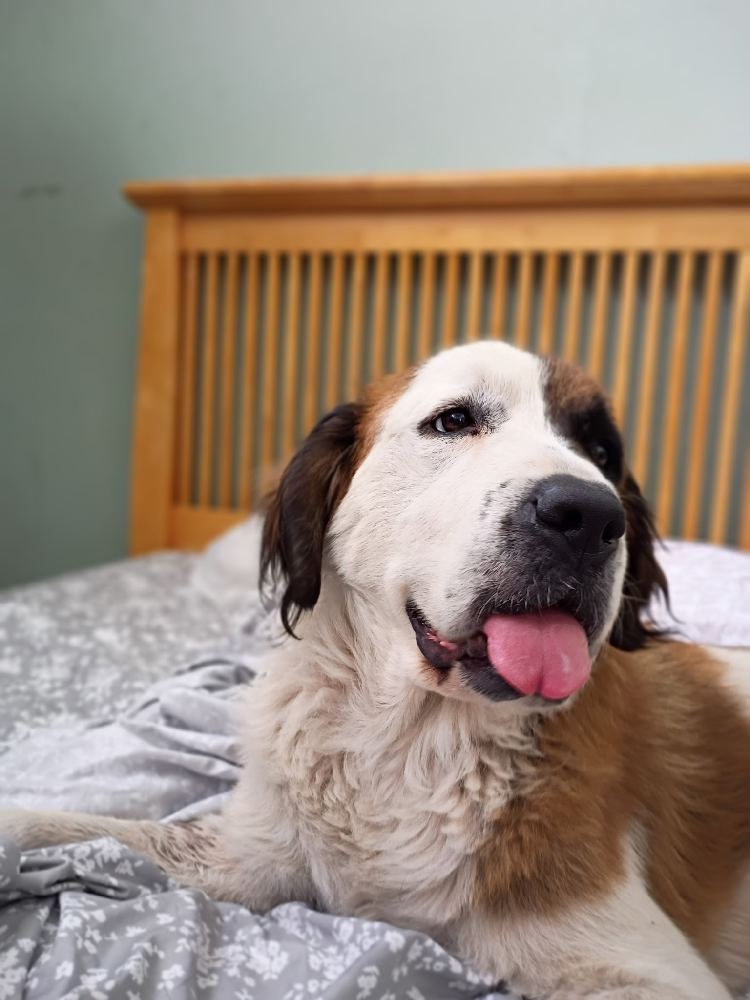 Rosie 10/18/26 – ADOPTED 10/25/26