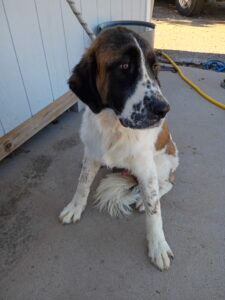 Otto 10/18/26 – ADOPTED 10/25/26