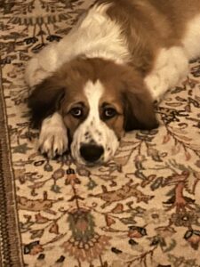 Rex 10/20/26